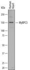 Myosin Binding Protein C, Cardiac antibody, PA5-47925, Invitrogen Antibodies, Western Blot image 