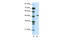 Transcriptional Adaptor 3 antibody, 27-357, ProSci, Western Blot image 