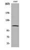 GRB2 Associated Binding Protein 1 antibody, orb159527, Biorbyt, Western Blot image 