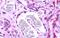 Sphingosine-1-Phosphate Receptor 1 antibody, GTX77919, GeneTex, Immunohistochemistry paraffin image 