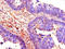 M-phase inducer phosphatase 2 antibody, CSB-PA004995LA01HU, Cusabio, Immunohistochemistry frozen image 