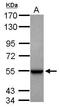 Glutamate Dehydrogenase 1 antibody, PA5-28301, Invitrogen Antibodies, Western Blot image 