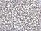 High Mobility Group Box 1 antibody, GTX112959, GeneTex, Immunohistochemistry paraffin image 
