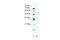 BTB Domain Containing 3 antibody, 28-181, ProSci, Enzyme Linked Immunosorbent Assay image 