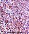 Vesicle Associated Membrane Protein 7 antibody, abx027653, Abbexa, Immunohistochemistry paraffin image 