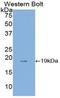 Annexin A4 antibody, LS-C292370, Lifespan Biosciences, Western Blot image 