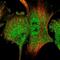 Histone Cluster 4 H4 antibody, NBP1-83356, Novus Biologicals, Immunofluorescence image 