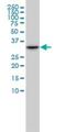 Cyclin Dependent Kinase 2 antibody, H00001017-M02, Novus Biologicals, Western Blot image 