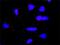 Disks large homolog 1 antibody, H00001739-M01, Novus Biologicals, Proximity Ligation Assay image 