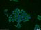 Cholecystokinin B Receptor antibody, 16549-1-AP, Proteintech Group, Immunofluorescence image 