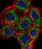 TSC22 Domain Family Member 2 antibody, 58-548, ProSci, Immunofluorescence image 