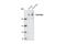 Huntingtin antibody, 2773S, Cell Signaling Technology, Western Blot image 