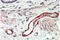 TSP3 antibody, AP33294PU-N, Origene, Immunohistochemistry paraffin image 