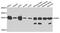 Phosphoserine Phosphatase antibody, A7924, ABclonal Technology, Western Blot image 