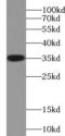 Tryptase Alpha/Beta 1 antibody, FNab08903, FineTest, Western Blot image 