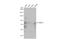 Solute Carrier Family 5 Member 1 antibody, GTX105367, GeneTex, Western Blot image 