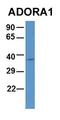 Adenosine A1 Receptor antibody, orb331073, Biorbyt, Western Blot image 