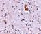 Transmembrane Channel Like 8 antibody, 4605, ProSci, Immunohistochemistry paraffin image 