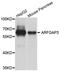 ADP Ribosylation Factor GTPase Activating Protein 3 antibody, PA5-76354, Invitrogen Antibodies, Western Blot image 