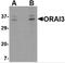 Protein orai-3 antibody, 4215, ProSci, Western Blot image 