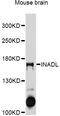 PATJ Crumbs Cell Polarity Complex Component antibody, abx126005, Abbexa, Western Blot image 