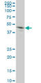 Granulin Precursor antibody, LS-C197353, Lifespan Biosciences, Western Blot image 