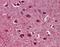 Myelin Associated Glycoprotein antibody, orb95109, Biorbyt, Immunohistochemistry paraffin image 