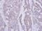 Catalase antibody, GTX113149, GeneTex, Immunohistochemistry paraffin image 