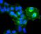Integrin Subunit Alpha 5 antibody, NBP2-67883, Novus Biologicals, Immunofluorescence image 