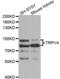 Transient Receptor Potential Cation Channel Subfamily V Member 4 antibody, abx004329, Abbexa, Western Blot image 