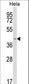 Insulin Induced Gene 1 antibody, LS-C165254, Lifespan Biosciences, Western Blot image 