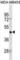 Programmed Cell Death 2 Like antibody, abx031023, Abbexa, Western Blot image 