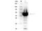 Amylase Alpha 1C (Salivary) antibody, NBP1-77792, Novus Biologicals, Western Blot image 