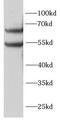 SRC-1 antibody, FNab10062, FineTest, Western Blot image 