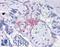 Mad3l antibody, LS-B4289, Lifespan Biosciences, Immunohistochemistry frozen image 