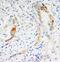 Caspase 2 antibody, LS-C171882, Lifespan Biosciences, Immunohistochemistry frozen image 