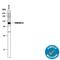 Transmembrane Protein 87A antibody, MAB7966, R&D Systems, Western Blot image 