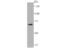 Replication Protein A1 antibody, NBP2-75648, Novus Biologicals, Western Blot image 