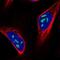 Nucleolar And Coiled-Body Phosphoprotein 1 antibody, NBP1-83058, Novus Biologicals, Immunofluorescence image 