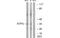 ATP Synthase F1 Subunit Gamma antibody, MBS5300708, MyBioSource, Western Blot image 