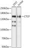 CCCTC-Binding Factor antibody, GTX32541, GeneTex, Western Blot image 