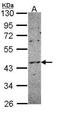 NADPH Oxidase Organizer 1 antibody, PA5-21893, Invitrogen Antibodies, Western Blot image 