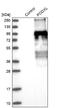 Podocalyxin Like antibody, NBP1-83348, Novus Biologicals, Western Blot image 