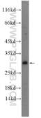 Fas Associated Via Death Domain antibody, 14906-1-AP, Proteintech Group, Western Blot image 