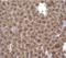Pirin antibody, NBP2-19840, Novus Biologicals, Immunohistochemistry paraffin image 