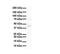 Minichromosome Maintenance 9 Homologous Recombination Repair Factor antibody, A07226, Boster Biological Technology, Western Blot image 