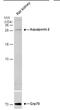 Aquaporin 2 antibody, PA5-78457, Invitrogen Antibodies, Western Blot image 