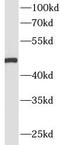 Myogenic Differentiation 1 antibody, FNab05511, FineTest, Western Blot image 