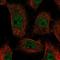 Lecithin-Cholesterol Acyltransferase antibody, NBP2-76537, Novus Biologicals, Immunofluorescence image 