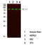 Phosphoinositide-3-Kinase Regulatory Subunit 1 antibody, STJ99654, St John